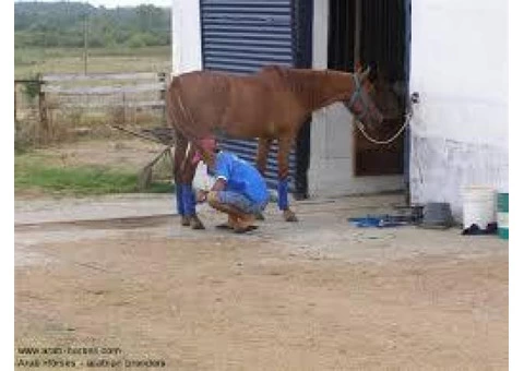 Work Horse Stud Services in Australia|mltequinetransport - 3/4