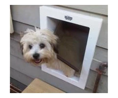 Let Your Cat Fall in Love with Customised Cat Enclosures