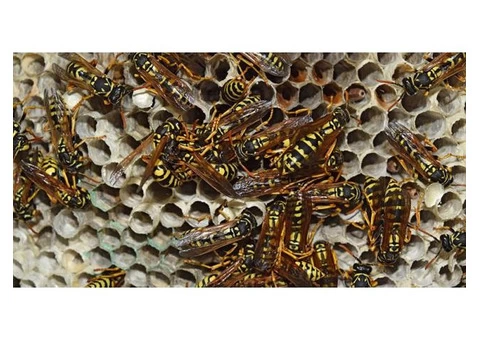Protect Your Family with Our Expert Wasp Control in Melbourne
