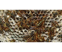 Protect Your Family with Our Expert Wasp Control in Melbourne