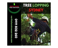 Why Tree Lopping Is Necessary For The Trees