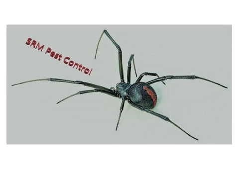 SRM Pest Control - Live Pest Free - 6/7