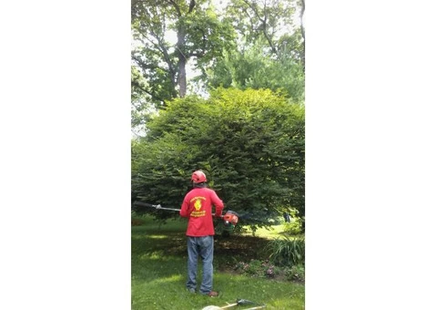The Best Tree Removal Services  in Hornsby, NSW