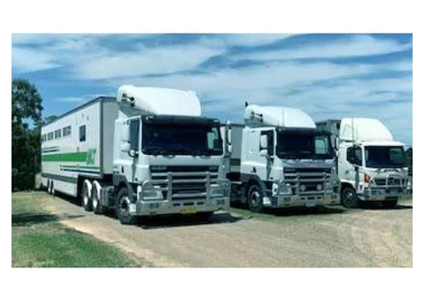 Horse Transportation Company in Australia|mltequinetransport - 1/4