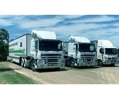 Horse Transportation Company in Australia|mltequinetransport