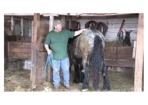 Horse Transportation Company in Australia|mltequinetransport - 2/4