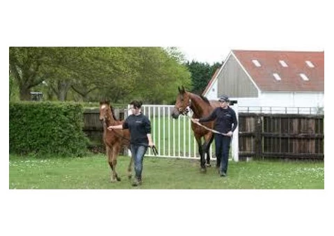 Horse Transportation Company in Australia|mltequinetransport - 4/4