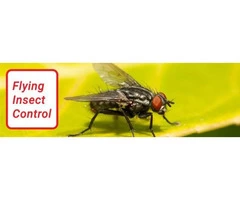 Pest Control Hamilton