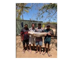 Queensland black jew fish fishing