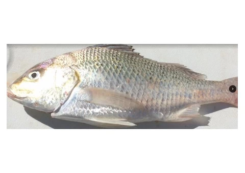 Ron Grain grabs a great Grunter. Great eating fish