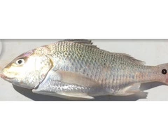 Ron Grain grabs a great Grunter. Great eating fish