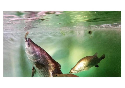 Les Wilson Barramundi Discovery Centre Official - 3/3