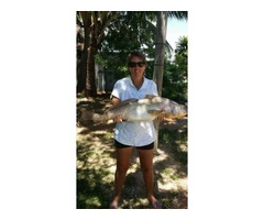 Excellent Jew fish Caral Again right