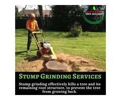 Stump Grinding Services At Affordable Price