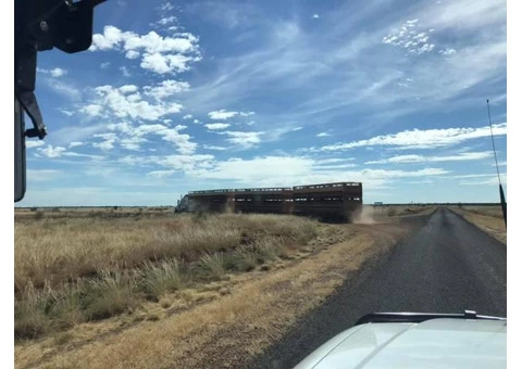 The Sunrise was fantastic Birds and animals - 5/7