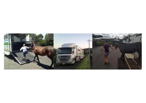 Interstate Horse Transport Services in Australia|mltequinetransport - 2/4