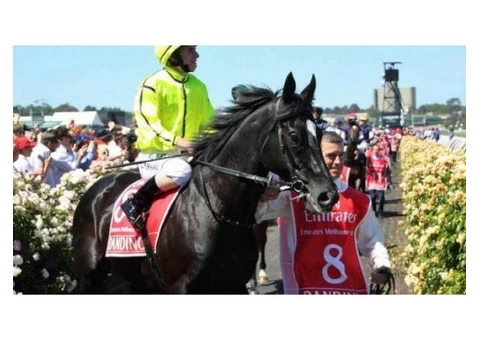 Interstate Horse Transport Services in Australia|mltequinetransport - 4/4