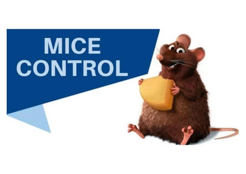 Pest Control Morningside