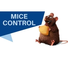 Pest Control Morningside