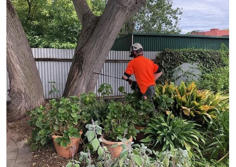 Arborist Reports In Adelaide
