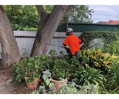 Arborist Reports In Adelaide