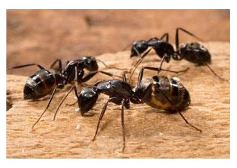 Pest Control Coombabah