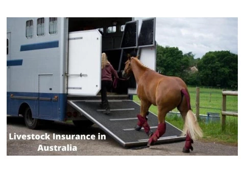 Know About Livestock Insurance in Australia - Truck Insurance HQ