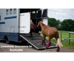 Know About Livestock Insurance in Australia - Truck Insurance HQ