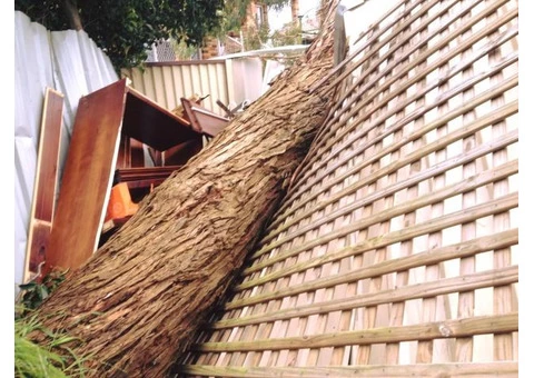 Professionals of Tree & Stump Removal Services Sydney