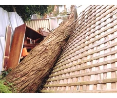 Professionals of Tree & Stump Removal Services Sydney