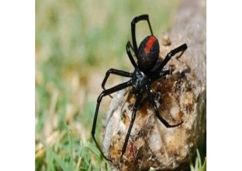 Pest Control Nudgee - 2/3