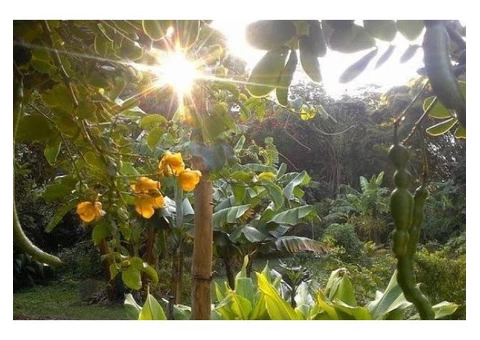 Syntropic Gardening In Queensland