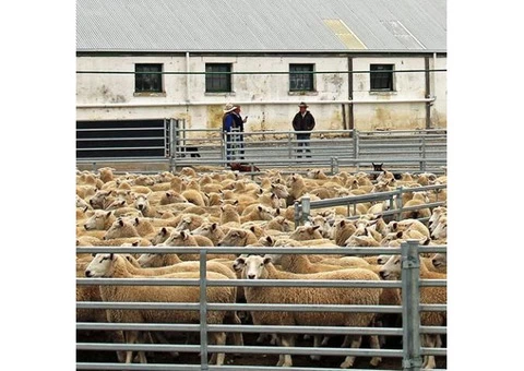 Buy Permanent Sheep Yards