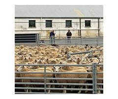 Buy Permanent Sheep Yards