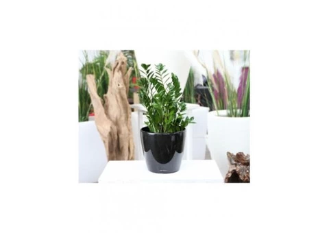 Best Indoor Plant Hire |  Inscape Indoor Plant Hire