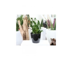Best Indoor Plant Hire |  Inscape Indoor Plant Hire