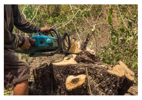 Affordable Stump and Root Removal in Prahran - Stump Removal Malvern