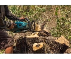 Affordable Stump and Root Removal in Prahran - Stump Removal Malvern