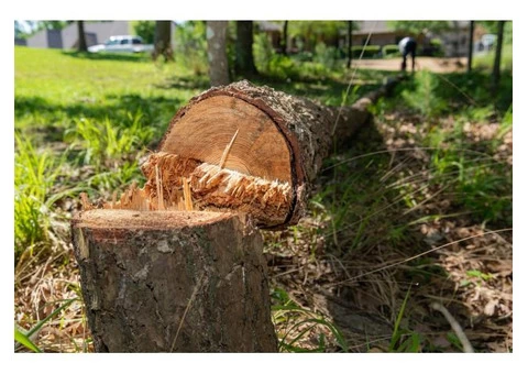 The Adelaide Tree Surgery - 2/5