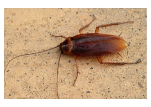 Pest Control Banksia Beach - 1/4