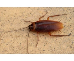 Pest Control Banksia Beach