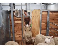 ProWay Livestock Handling Equipment