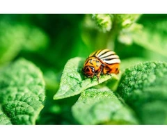 Save Your Crops with Our Pest Control in Farming Services