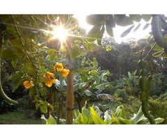 Permaculture Education Online