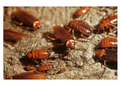 Pest Control Tingalpa - 1/4