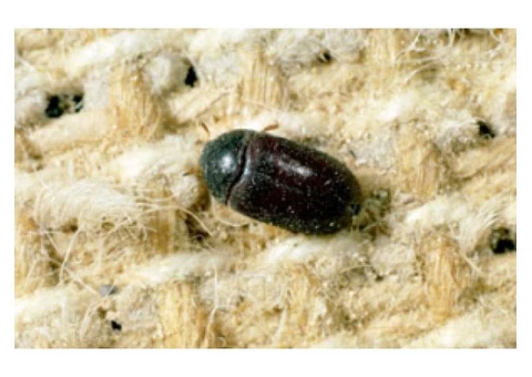 Pest Control Tingalpa - 2/4