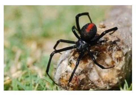 Pest Control Tingalpa - 3/4