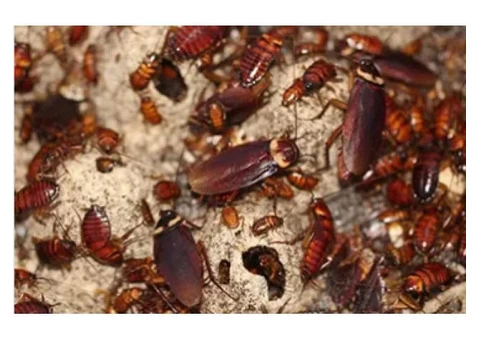 Bug-Free Pest Control Sydney With Warranty - 2/3