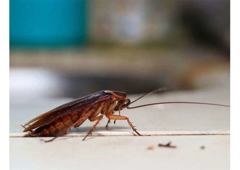 Pest Control Woorim - 1/3