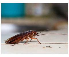 Pest Control Woorim